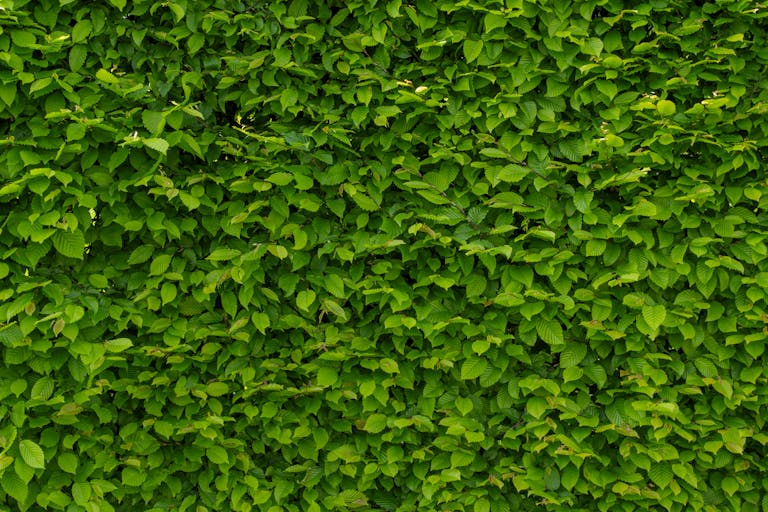 Green Leaves