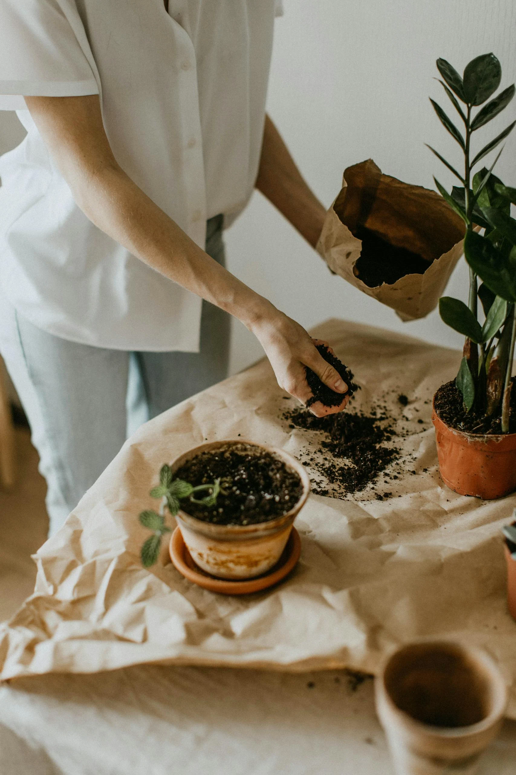 Person Holding Soil