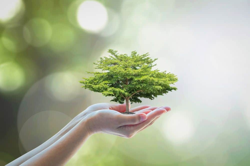 Social issues in advertising represented by a growing tree in somone's hands.